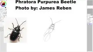 Drawing a Phratora Purpurea Beetle