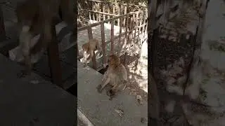 A monkey eating with a big appetite #shorts #viral #video #trending #shortvideo #monkey #food #short