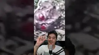 🚨Saiu um suposto v&iacute;deo do ET de Varginha! Real ou fake? Fizemos uma an&aacute;lise!#etdevarginha #ALIEN