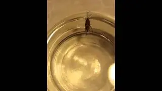 The Struggle is Real. Box Elder Bug in a Glass of Water.