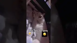 Thak gaya bichara 😱 #aura_thebishthusky #pets #newyear2026 #party #treatsfordogs #huskylife #yummy