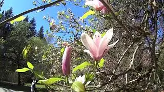 A walk through the Washington Park Arboretum in Seattle