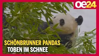 So s&uuml;&szlig; toben die Pandas im Wiener Schnee
