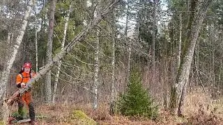 Motors&aring;g C-kurs Lumpning , Nedtagning av ruttet tr&auml;d p&aring; s&auml;kert s&auml;tt med motors&aring;g!