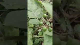 Growing Turkey berry at home#shorts#youtubeshorts