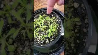 Drosera Adelae 