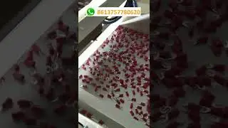 Counter and Filler | Visual Counting Packing Machine | Vision Counting