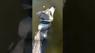 Лиза учится плавать🌊🙂 #dog #husky #huskydog #huskylovers #huskyworld #siberianhusky #хаски #собака