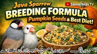 Best Breeding Formula Pumpkin Seeds | Java Finch Breeding Formula | Pumpkin Seeds Benefits for birds