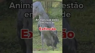 Animais que est&atilde;o em extin&ccedil;&atilde;o  #curiosidades #animais