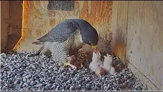 Diamond Feeds Her Precious Chicks Breakfast 🐥🐥 FalconCam Project Orange CSU Falcons 10.6.24
