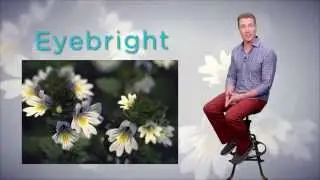 Discover Nature's Remedies | Euphrasia