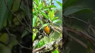 So beautiful, like a flying jewel #birds #birdsong
