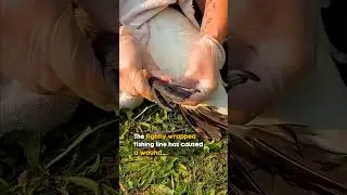 this goose got to be happy 😂😂#animalsave #animals #shortvideo #satisfying