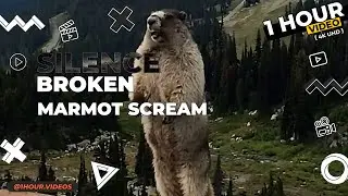 Marmot Scream - 1 Hour - 4k - Silence Broken