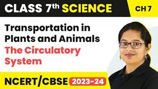 The Circulatory System - Transportation in Plants and Animals | Class 7 Science Chapter 7
