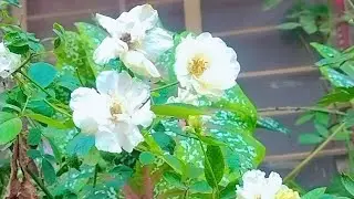 Gardening Daily work Routine 🪴🧑&zwj;🌾 Good morning