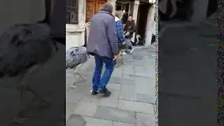 struzzi a spasso per venezia