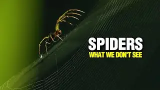The Patient Weaver: Relaxing Spider Story for Sleep & Stress Relief
