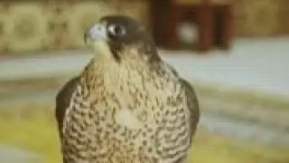 UNESCO considers falconry for Intangible Cultural Heritage list