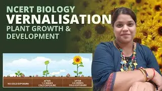 Vernalisation | Plant growth and development | Class 11 | NEET