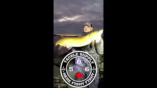 Musky 