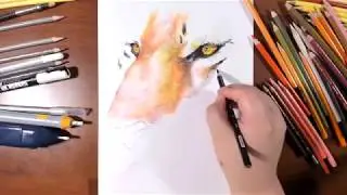 Drawing a Tiger (realtime x5 speed) - marki draws, colored pencil
