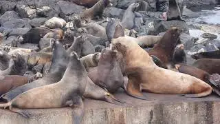 Sea lion sounds