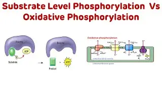 Substrate Level Phosphorylation vs Oxidative Phosphorylation #neetpg #nextpg
