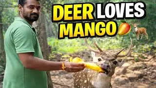 Rare Deer Spotted in Forest 😲🦌|OMG! Wild Deer Came So Close 😱🦌|#wilddeer#animals #youtubeshorts 
