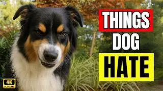 10 Things Dogs HATE About Humans (That Most Owners Don&rsquo;t Realize)