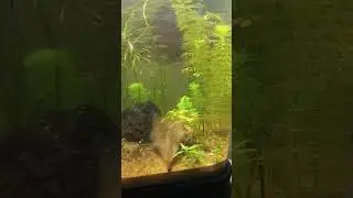 {தமிழ்} Natural Planted Aquarium Update day 83
