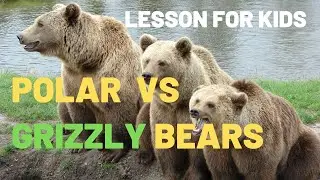 Polar Bears vs Grizzly Bears | The Difference Between Polar Bears and Grizzly Bears