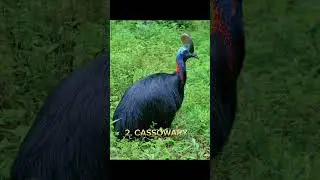 Top 5 Scariest Bird Sound In the world 🌎 #shortsfeed #top #video