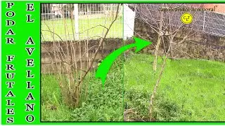 PODAR UN AVELLANO (árboles frutales)