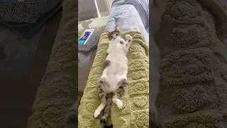 Wait, is that your belly button? #cat #cuteanimal #猫 #anmals #cutecat #mycat #tabby #funny