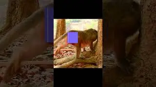 Giving birth mom!! #monkey #monkeylove ##animal