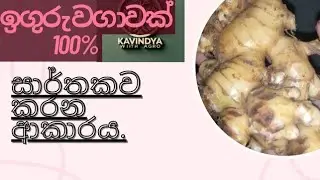🌿නීරොගි ඉඟුරු වගාවක් කරමු.🍓 #ginger #gingerprice 