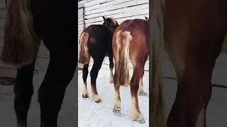 Продажа жеребца2 года 89124776158
