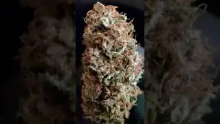 Resultado del Cultivo 3 + |Extra al final de Bubble Hash casero.@TopCrop @royalqueenseedsglobal