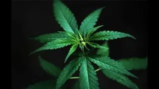 The MJ stock Short (1st Target Hit!) [Good for a 18% Scalp!] & Technical analysis