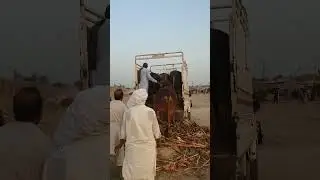 COW MANDI 2023 | HEAVY BULL UNLOADING #shorts #cow #bull