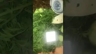 Introduction of Gael and Gulliver, Snail Pets