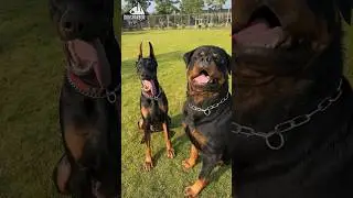 Aggressive Rottweiler vs Doberman Pinischer Military Dogs #Dog #dogs #dogshorts