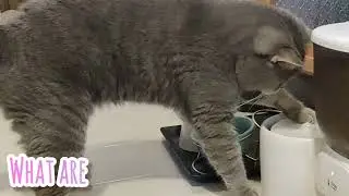 【LOVELY CATS DAILY 2025.8.2】Lofoo Show You - Busy Life | CHUBBY MEOW SPACE | 老虎話你知 - 忙碌的貓生 😸😸
