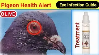 Pigeon Eye Infection | kabutar ki aankh ka ilaj  | Live Q&A &ndash; Village Pigeon Club