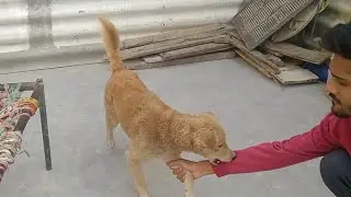 Vallow ne bhaiya ko kat liya 😱 || Mayank pushkar vlogs