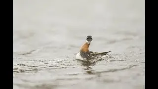 Birdwatching in Iceland June 2019.