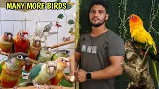 PARADISE WORLD BIRDS MAINA #jogeswari #birdlovers 