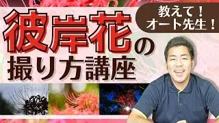 彼岸花(曼殊沙華)が上手に撮れる！カメラ初心者でも失敗しない撮り方！【撮り方講座/標準＆超広角＆望遠＆単焦点レンズ】